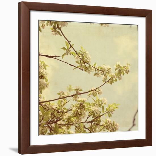 Spring Blossom on Tree 001-Tom Quartermaine-Framed Giclee Print