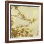 Spring Blossom on Tree 001-Tom Quartermaine-Framed Giclee Print