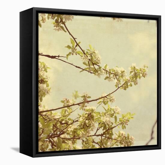 Spring Blossom on Tree 001-Tom Quartermaine-Framed Stretched Canvas