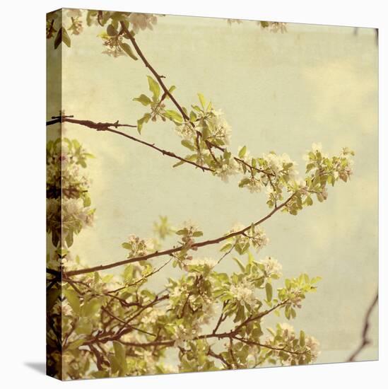 Spring Blossom on Tree 001-Tom Quartermaine-Stretched Canvas