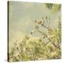 Spring Blossom on Tree 002-Tom Quartermaine-Stretched Canvas