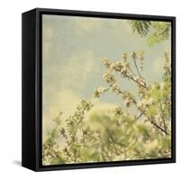 Spring Blossom on Tree 002-Tom Quartermaine-Framed Stretched Canvas