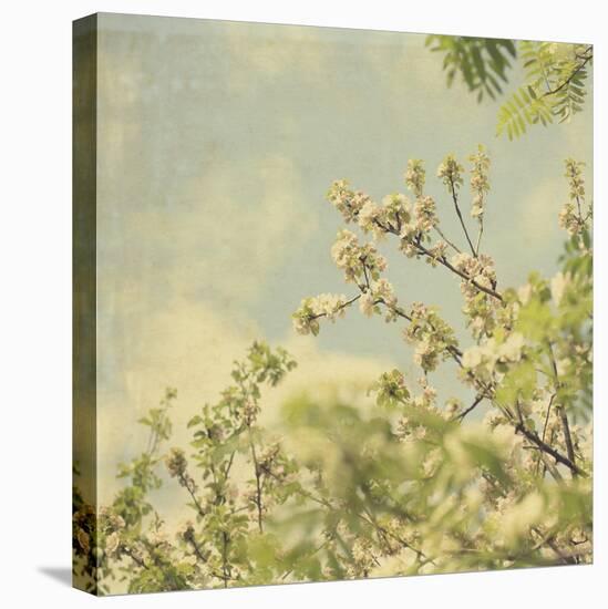 Spring Blossom on Tree 002-Tom Quartermaine-Stretched Canvas