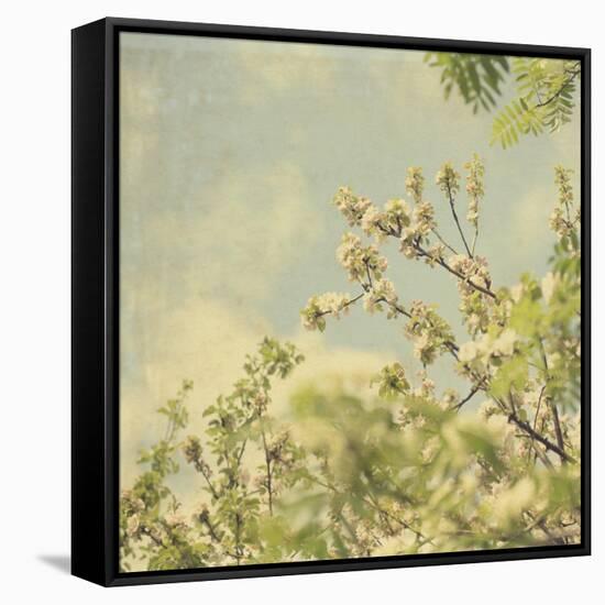 Spring Blossom on Tree 002-Tom Quartermaine-Framed Stretched Canvas