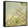 Spring Blossom on Tree 002-Tom Quartermaine-Framed Stretched Canvas