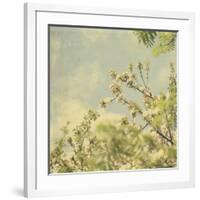 Spring Blossom on Tree 002-Tom Quartermaine-Framed Giclee Print