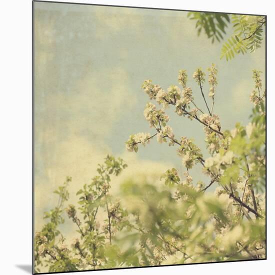 Spring Blossom on Tree 002-Tom Quartermaine-Mounted Giclee Print