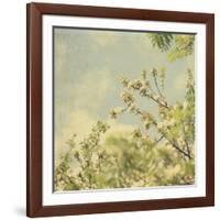 Spring Blossom on Tree 002-Tom Quartermaine-Framed Giclee Print