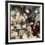 Spring Blossom on Tree 003-Tom Quartermaine-Framed Giclee Print