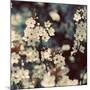 Spring Blossom on Tree 003-Tom Quartermaine-Mounted Giclee Print