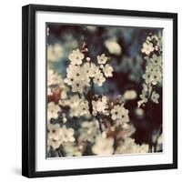 Spring Blossom on Tree 003-Tom Quartermaine-Framed Giclee Print