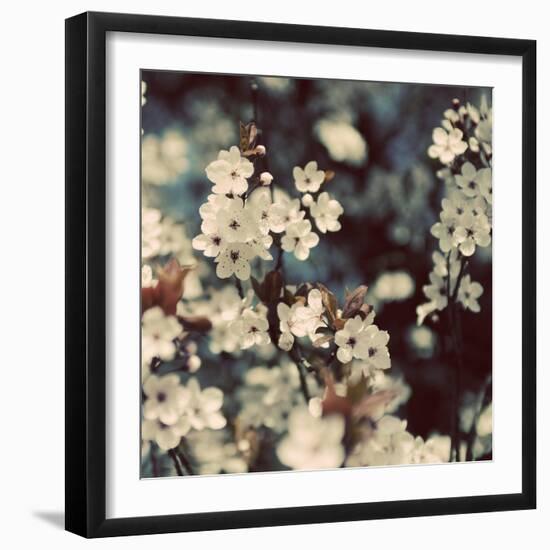 Spring Blossom on Tree 003-Tom Quartermaine-Framed Giclee Print