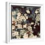 Spring Blossom on Tree 003-Tom Quartermaine-Framed Giclee Print