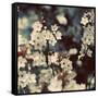 Spring Blossom on Tree 003-Tom Quartermaine-Framed Stretched Canvas