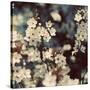 Spring Blossom on Tree 003-Tom Quartermaine-Stretched Canvas