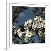 Spring Blossom on Tree 004-Tom Quartermaine-Framed Giclee Print