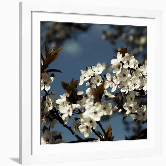 Spring Blossom on Tree 004-Tom Quartermaine-Framed Giclee Print