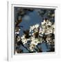 Spring Blossom on Tree 004-Tom Quartermaine-Framed Giclee Print