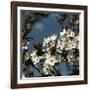 Spring Blossom on Tree 004-Tom Quartermaine-Framed Giclee Print