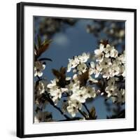 Spring Blossom on Tree 004-Tom Quartermaine-Framed Giclee Print