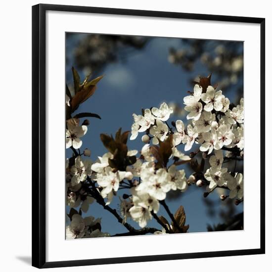 Spring Blossom on Tree 004-Tom Quartermaine-Framed Giclee Print