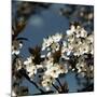 Spring Blossom on Tree 004-Tom Quartermaine-Mounted Giclee Print