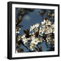 Spring Blossom on Tree 004-Tom Quartermaine-Framed Giclee Print