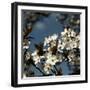 Spring Blossom on Tree 004-Tom Quartermaine-Framed Giclee Print