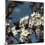 Spring Blossom on Tree 004-Tom Quartermaine-Mounted Giclee Print