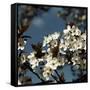 Spring Blossom on Tree 004-Tom Quartermaine-Framed Stretched Canvas