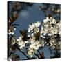 Spring Blossom on Tree 004-Tom Quartermaine-Stretched Canvas