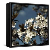 Spring Blossom on Tree 004-Tom Quartermaine-Framed Stretched Canvas