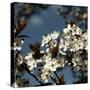 Spring Blossom on Tree 004-Tom Quartermaine-Stretched Canvas