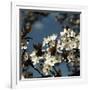 Spring Blossom on Tree 004-Tom Quartermaine-Framed Giclee Print