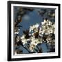 Spring Blossom on Tree 004-Tom Quartermaine-Framed Giclee Print