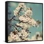 Spring Blossom on Tree 005-Tom Quartermaine-Framed Stretched Canvas