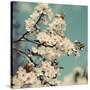 Spring Blossom on Tree 005-Tom Quartermaine-Stretched Canvas