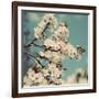 Spring Blossom on Tree 005-Tom Quartermaine-Framed Giclee Print