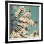 Spring Blossom on Tree 005-Tom Quartermaine-Framed Giclee Print