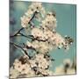 Spring Blossom on Tree 005-Tom Quartermaine-Mounted Giclee Print