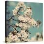 Spring Blossom on Tree 005-Tom Quartermaine-Stretched Canvas
