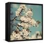 Spring Blossom on Tree 005-Tom Quartermaine-Framed Stretched Canvas