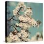 Spring Blossom on Tree 005-Tom Quartermaine-Stretched Canvas