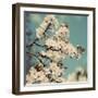 Spring Blossom on Tree 005-Tom Quartermaine-Framed Giclee Print