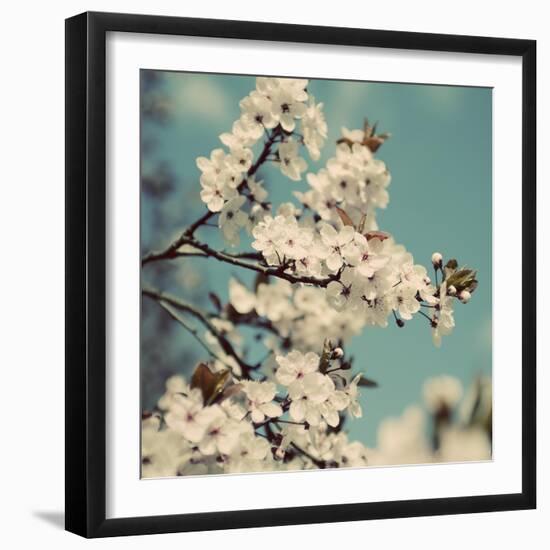 Spring Blossom on Tree 005-Tom Quartermaine-Framed Giclee Print