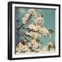 Spring Blossom on Tree 005-Tom Quartermaine-Framed Giclee Print