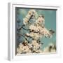 Spring Blossom on Tree 005-Tom Quartermaine-Framed Giclee Print