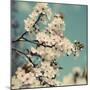 Spring Blossom on Tree 005-Tom Quartermaine-Mounted Giclee Print