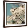 Spring Blossom on Tree 006-Tom Quartermaine-Framed Giclee Print