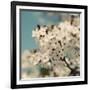 Spring Blossom on Tree 006-Tom Quartermaine-Framed Giclee Print